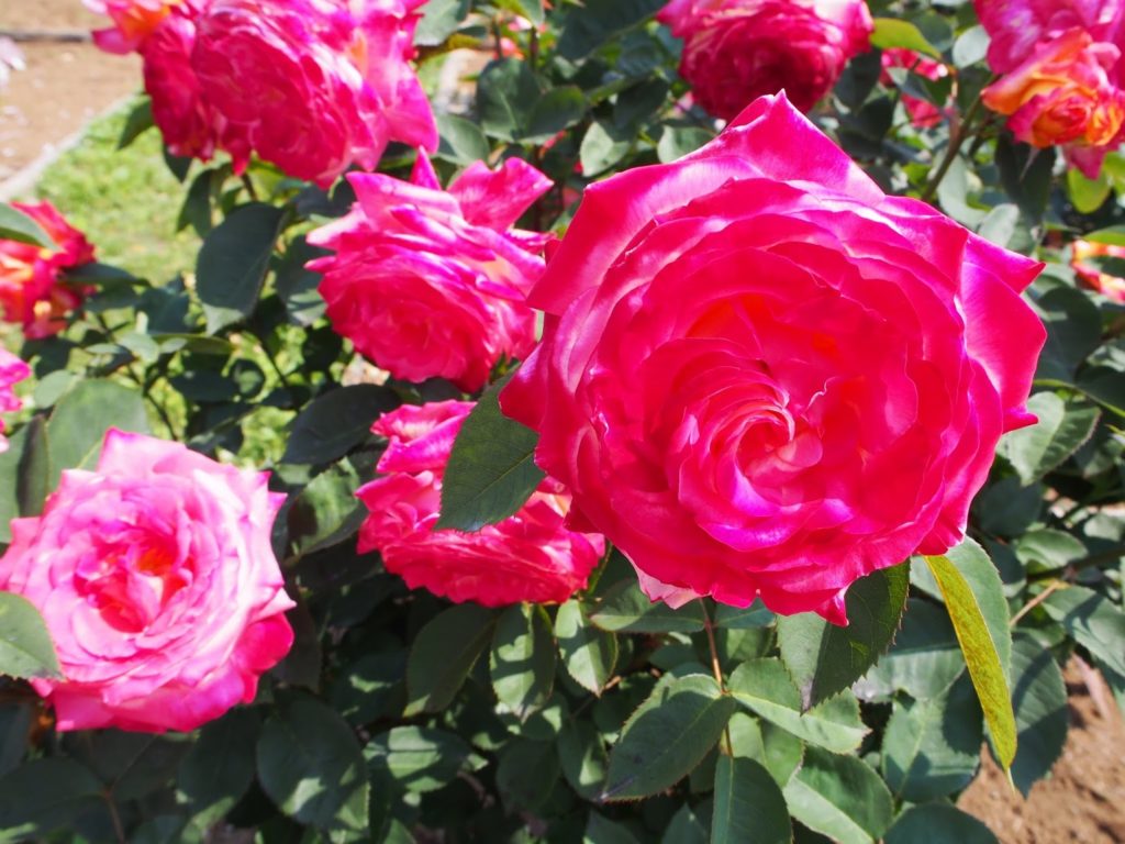 神代植物公園　ピンクの薔薇
