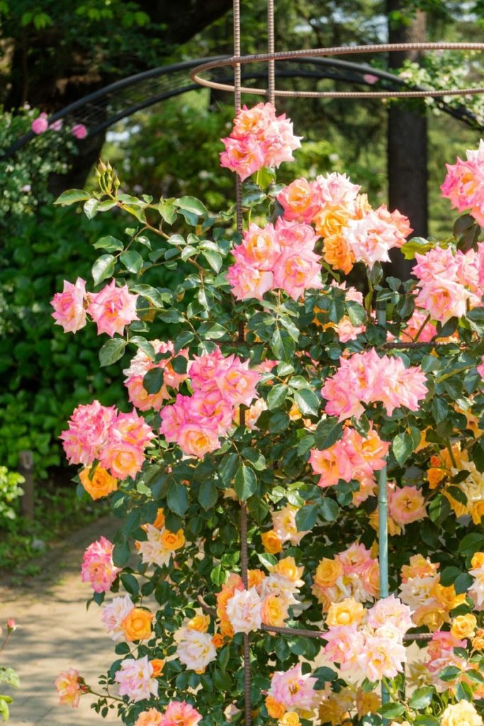 神代植物公園　ピンクの薔薇