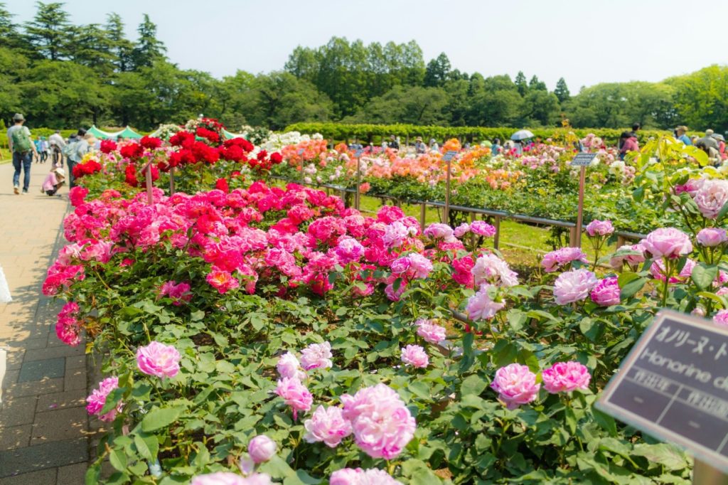 神代植物公園バラフェスタの開花情報や見どころを 写真と共に紹介 七瀬のゆるログ